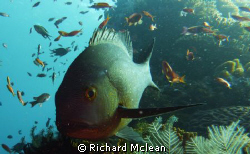 midnight snapper in for a closer look by Richard Mclean 